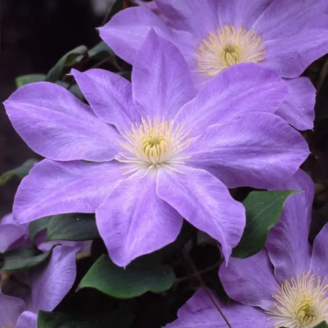 Diana's Delight™ Evipo 026 (N) Clematis