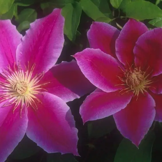 Dr. Ruppel Clematis