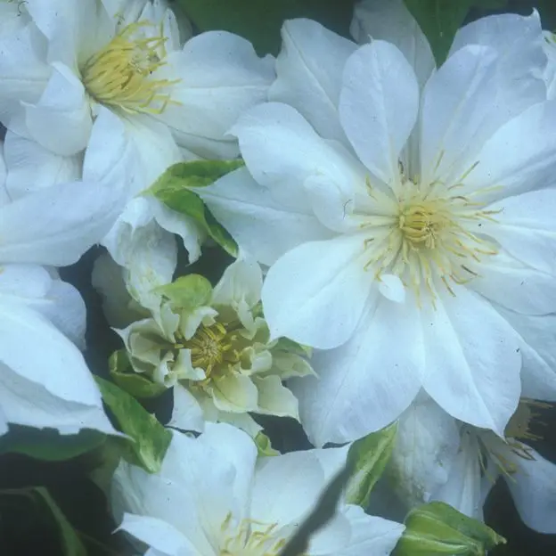 Duchess Edinburgh Clematis
