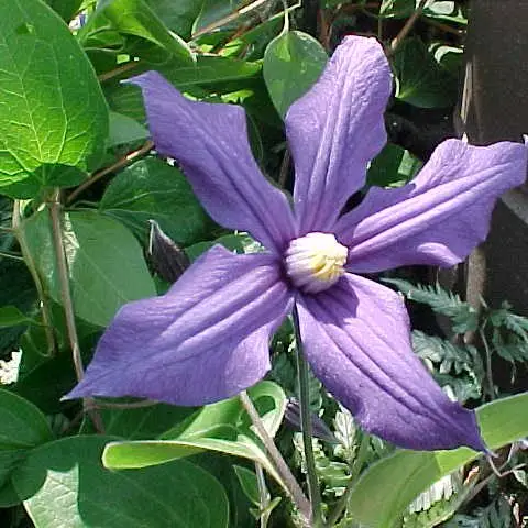 Durandii Clematis