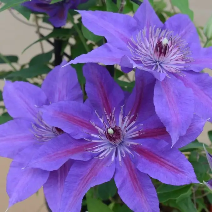 Edda Evipo074 Clematis