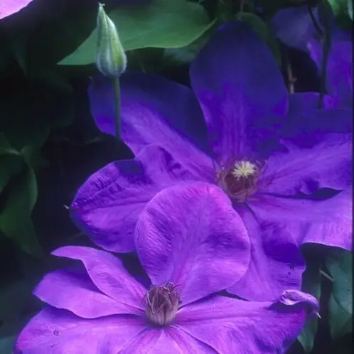 Elsa Spath Clematis