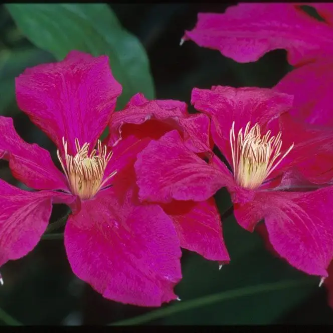 Ernest Markham Clematis