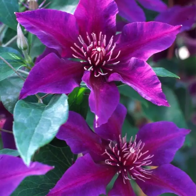 Fleuri Evipo042 Clematis