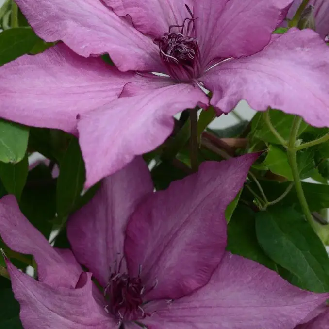 Giselle Evipo051 Clematis