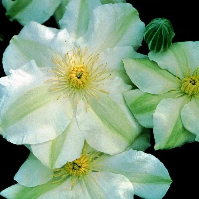 Guernsey Cream CLematis