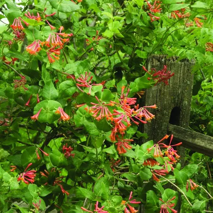 Honeysuckle Dropmore Scarlet
