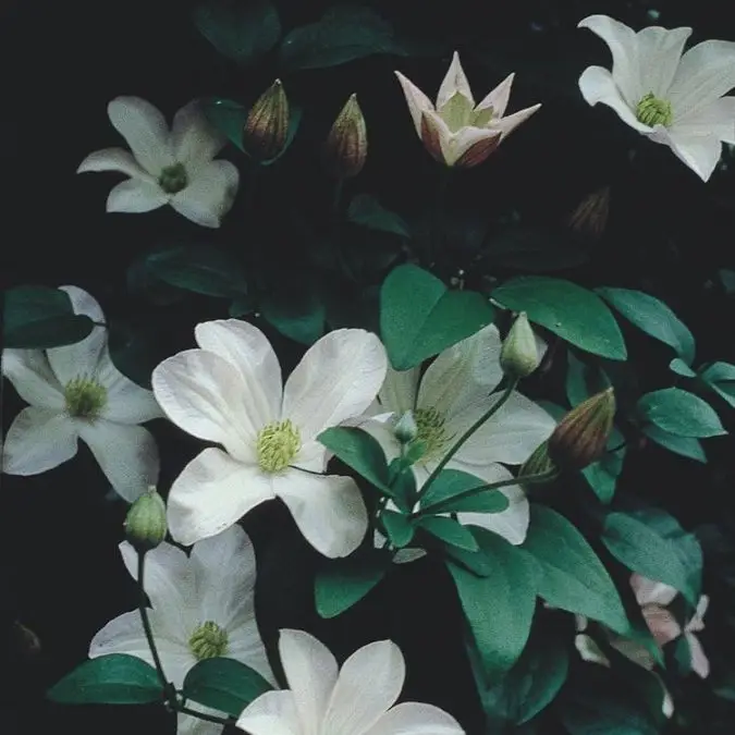 Huldine Clematis
