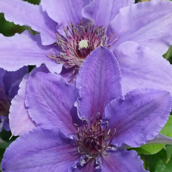 Ines Evipo059 Clematis