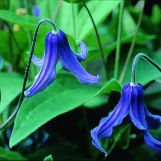 Integrifolia Clematis