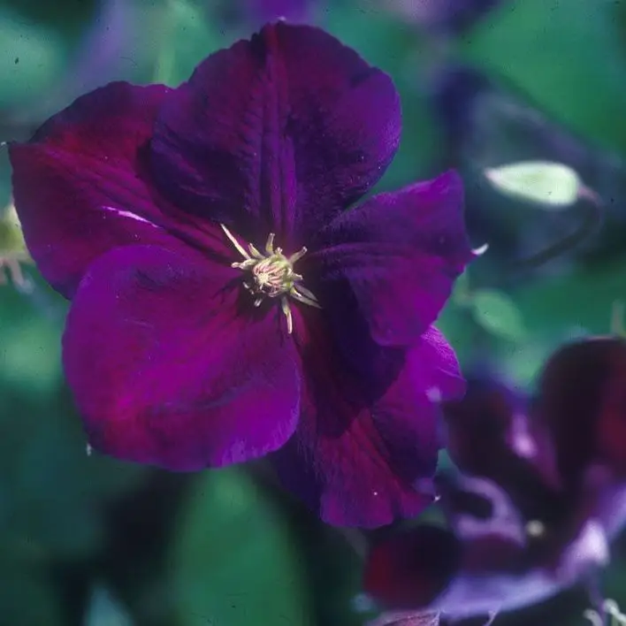 Jackmanii Superba Clematis