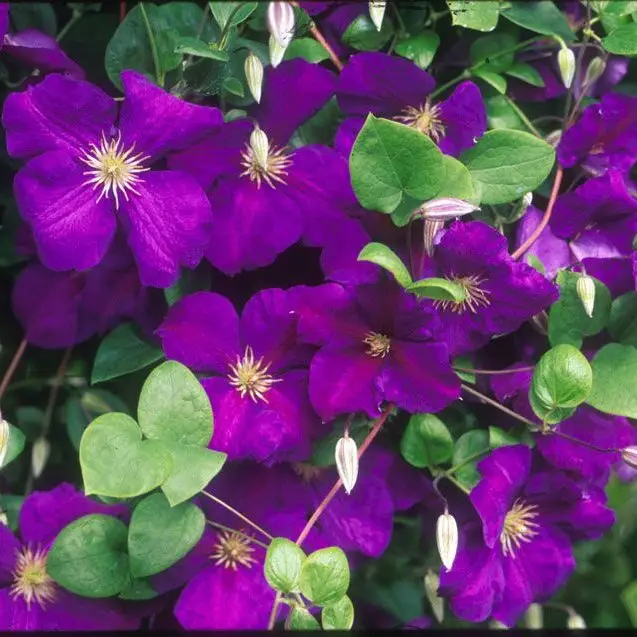 Jackmanii Clematis