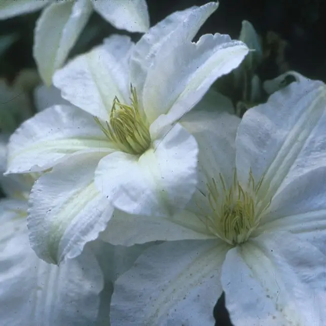 John Huxtable Clematis