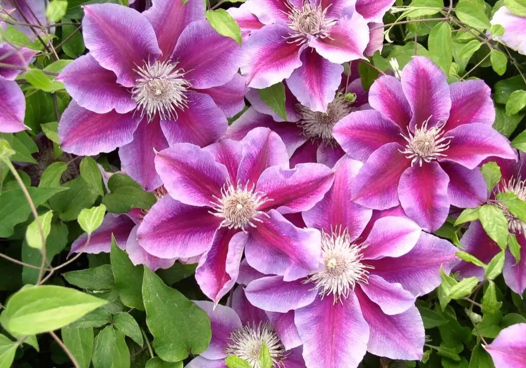 Kilian Donahue Clematis