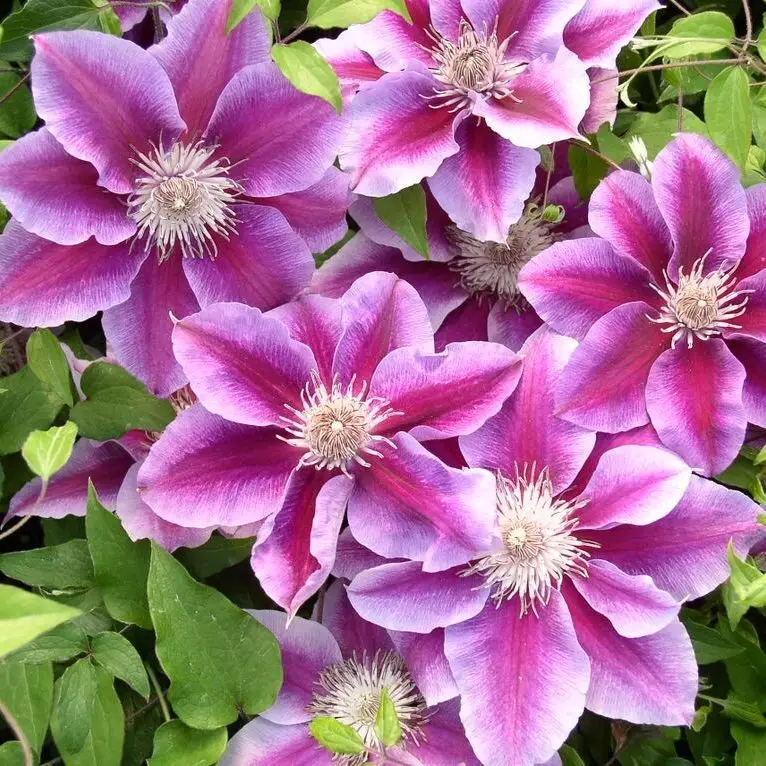 Kilian Donahue Clematis
