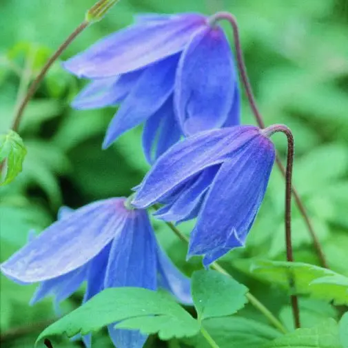 Macropetala Blue Clematis