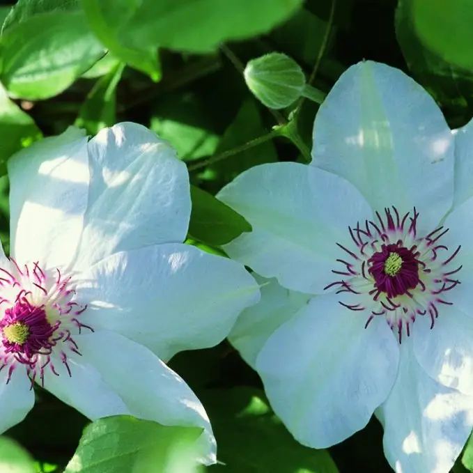 Miss Bateman Clematis