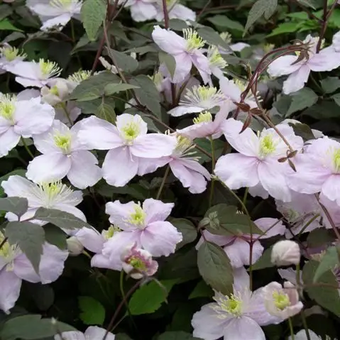 Montana Mayleen Clematis