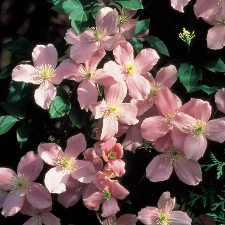Montana Rubens Clematis