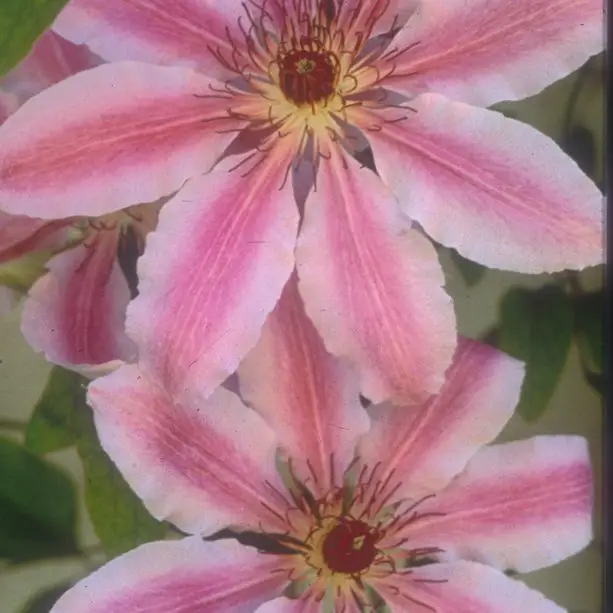 Nelly Moser Clematis