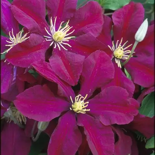 Niobe Clematis