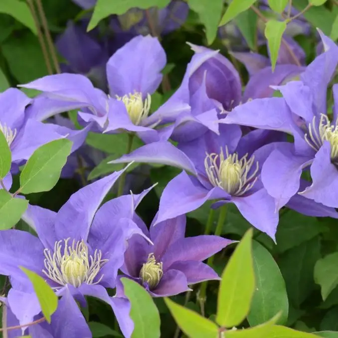 Olympia Evipo099 Clematis