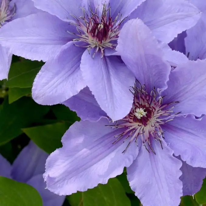 Parisienne Evipo019, Clematis