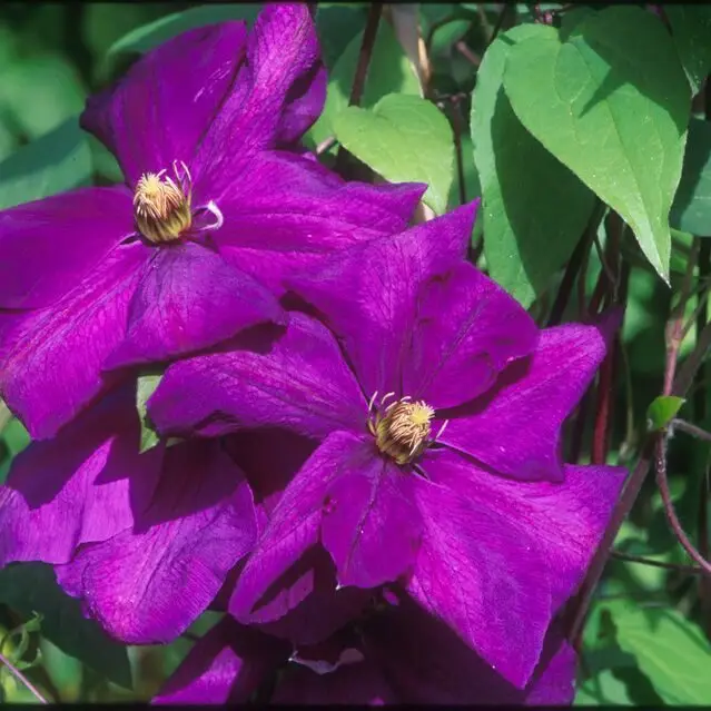 Perrins Pride Clematis