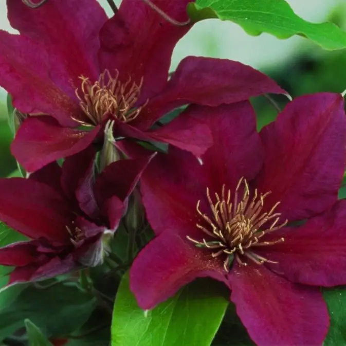 Picardy Evipo024 Clematis