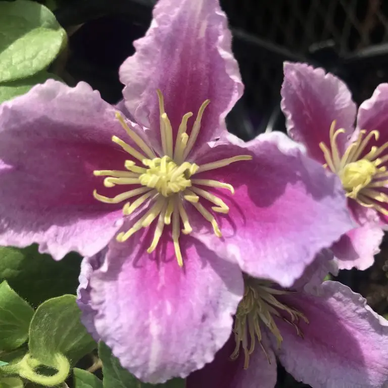 Piilu Clematis