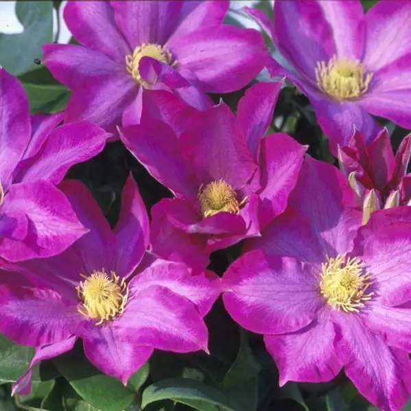 Pink Champagne Clematis