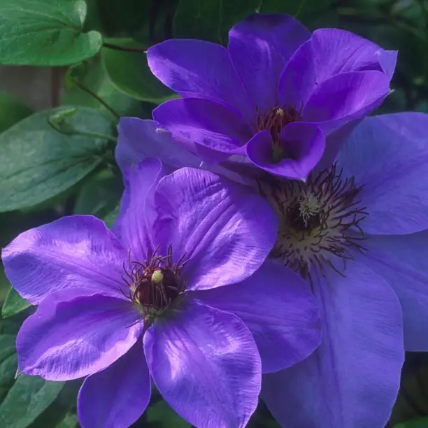 Ramona Clematis