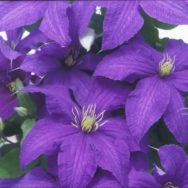 Rhapsody Clematis