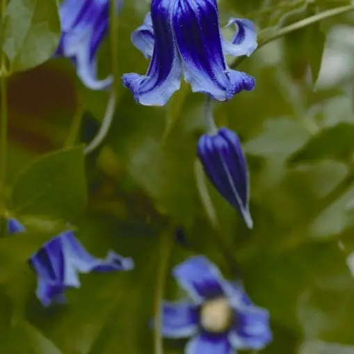 Roguchi Clematis