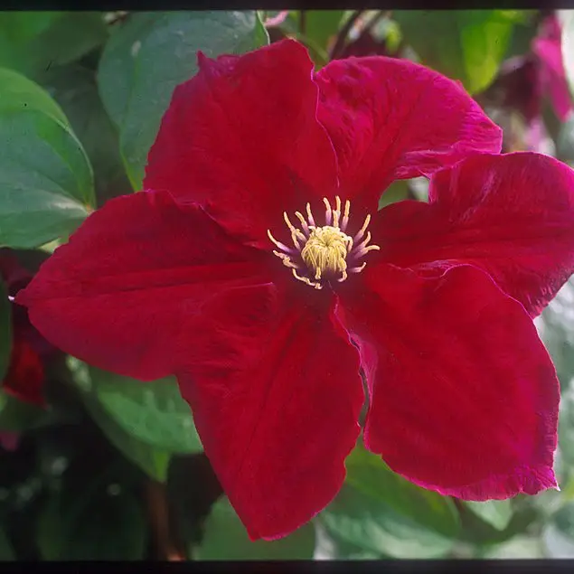 Rosemoor Evipo002 Clematis