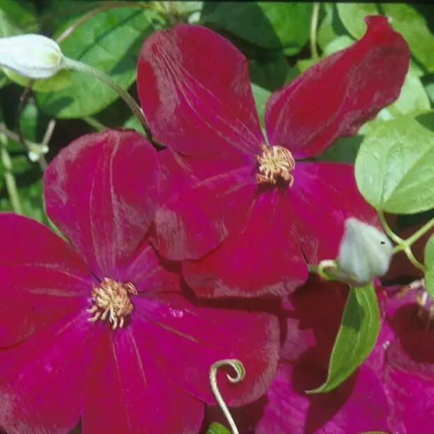 Rouge Cardinal Clematis
