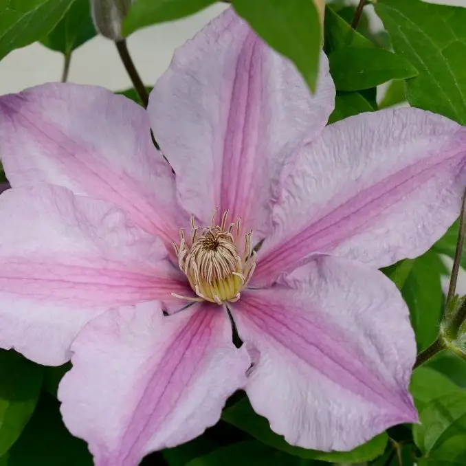 Sally Evipo077 Clematis