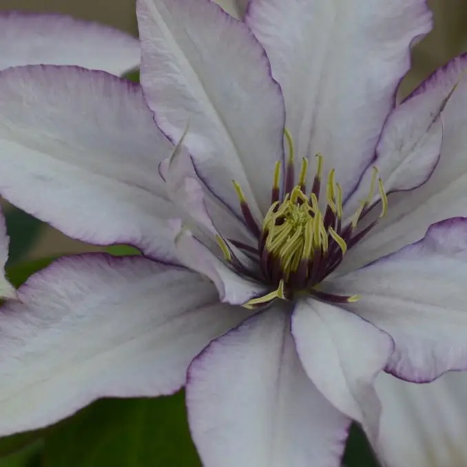 Samaritan Jo Evipo075 Clematis