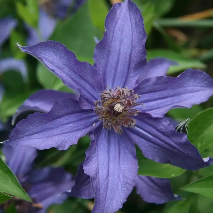 Sapphire Indigo 'Cleminov51' Clematis