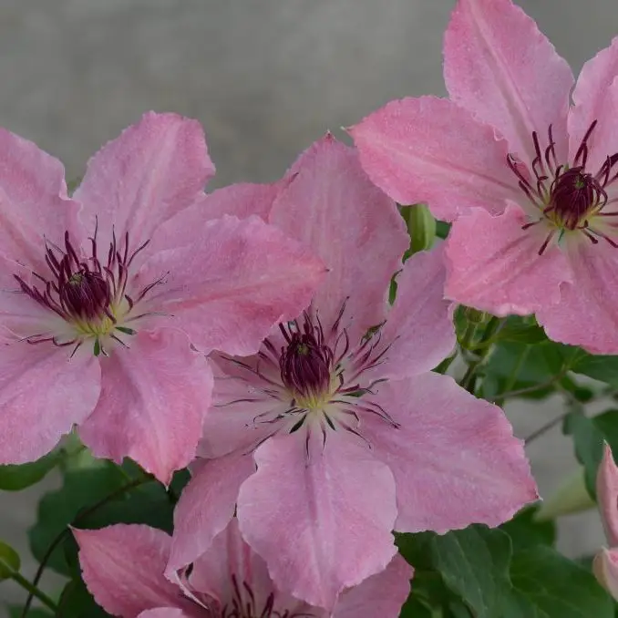 Sarah Elizabeth Evipo098 Clematis