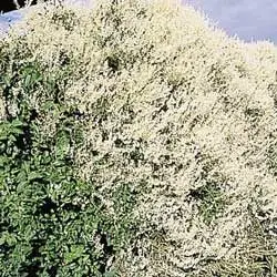 Silver Lace Vine