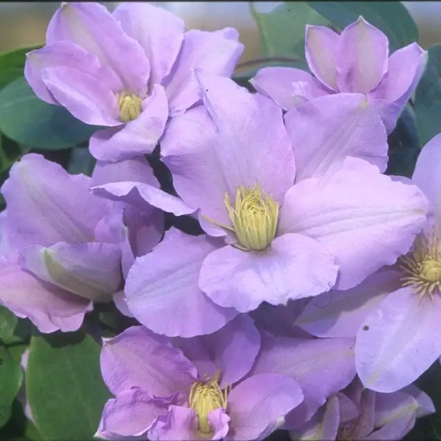 Silver Moon Clematis