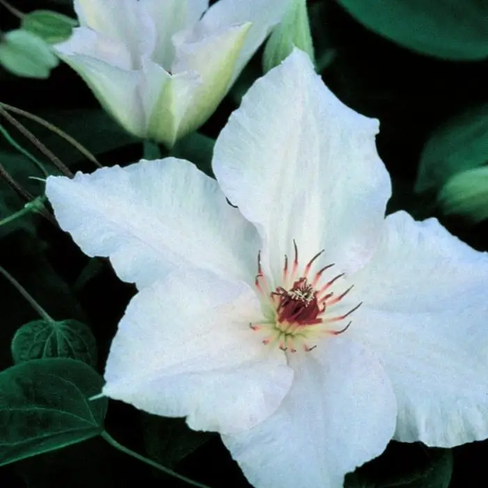 Snow Queen Clematis