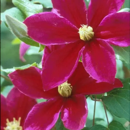 Sunset Clematis