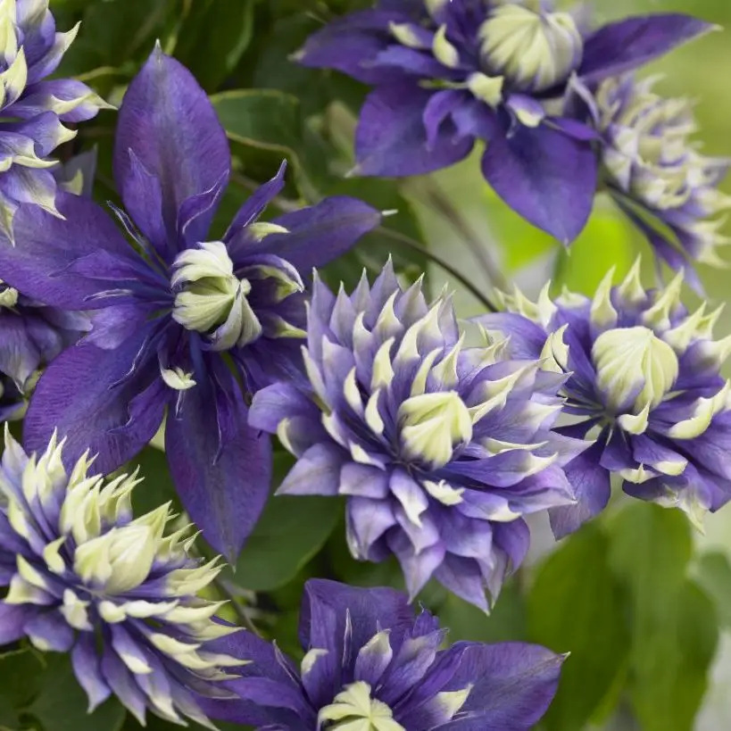 Taiga PP27591 Clematis
