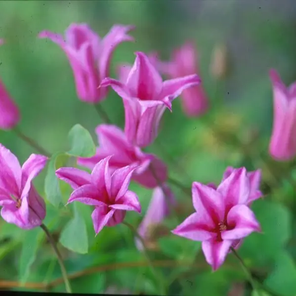 Texensis, Duchess of Albany Clematis