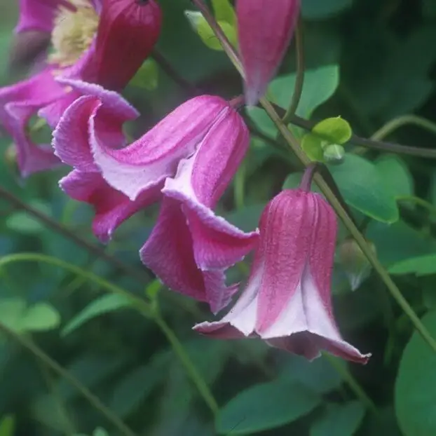Texensis, Etoile Rose Clematis