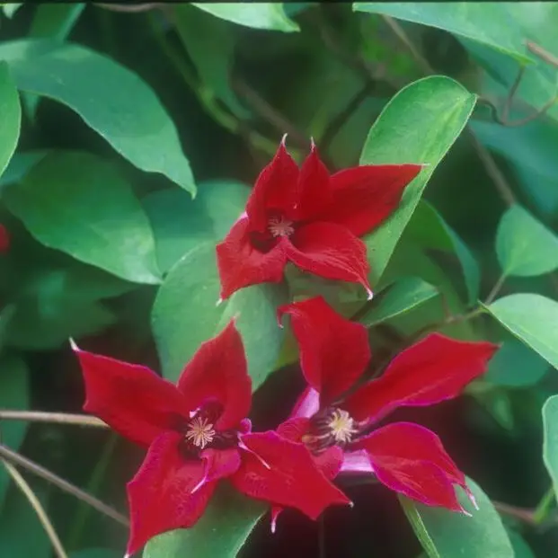 Texensis Gravetye Beauty Clematis