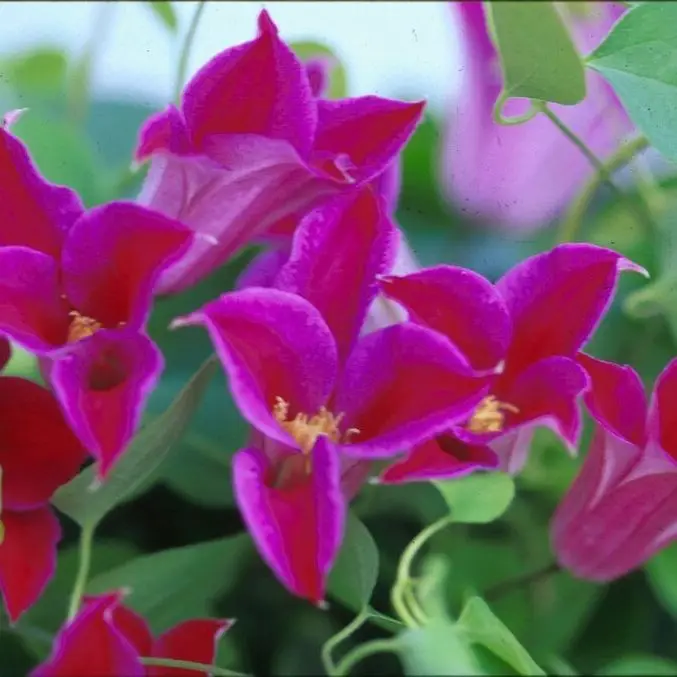 Texensis, Princess Diana Clematis