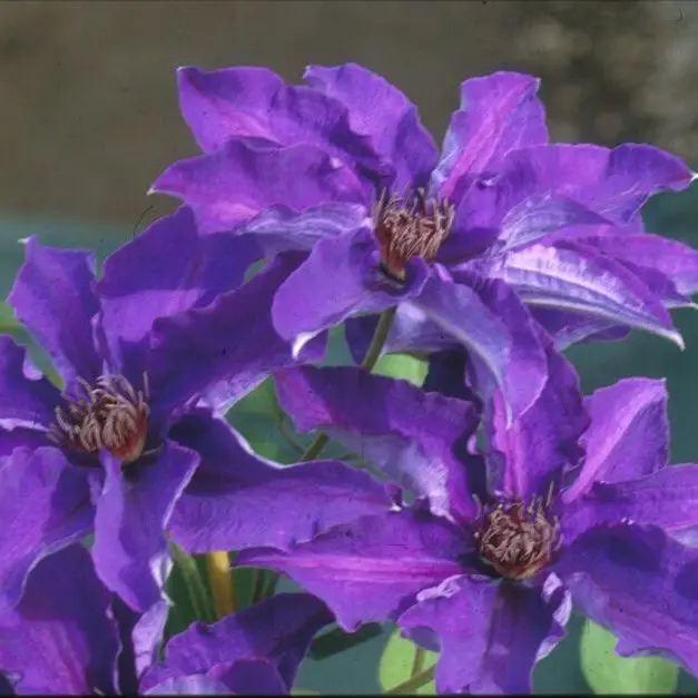 The President Clematis